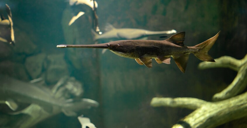 Chinese paddlefish Chinese paddlefish