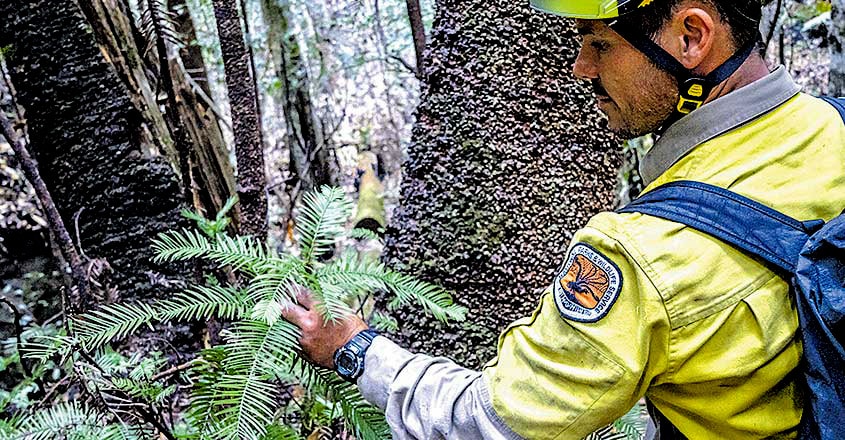 Australia's Last-Standing 'Dinosaur Trees' Australia's Last-Standing 'Dinosaur Trees'