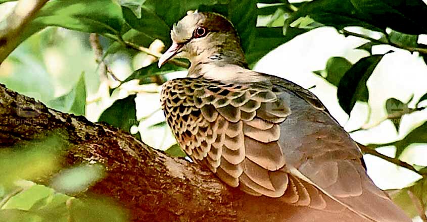  Oriental turtle dove