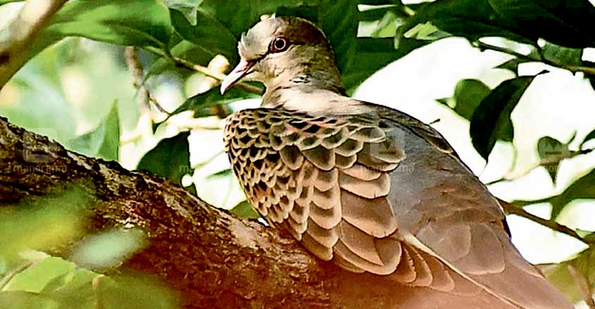 Oriental turtle dove Oriental turtle dove