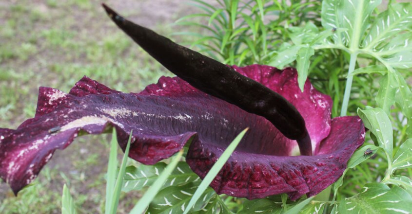 Dracunculus Vulgaris, Spectacular Dragon Lily Dracunculus Vulgaris, Spectacular Dragon Lily