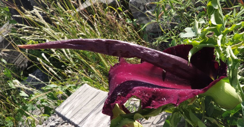 Dracunculus Vulgaris, Spectacular Dragon Lily Dracunculus Vulgaris, Spectacular Dragon Lily