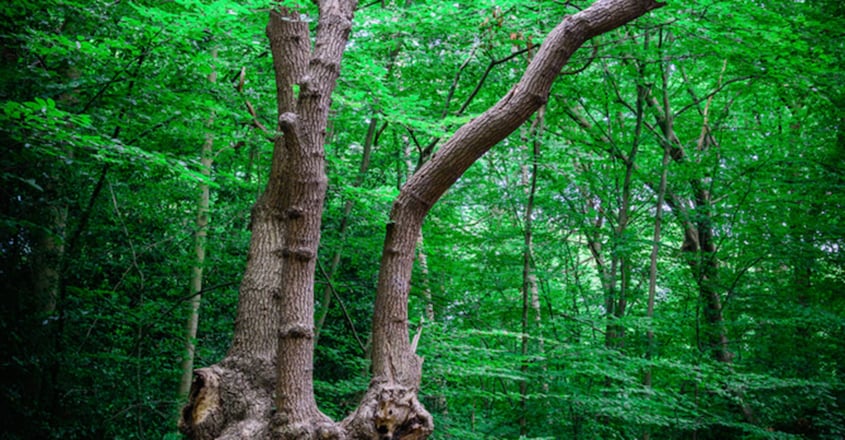Epping Forest's haunted history Epping Forest's haunted history