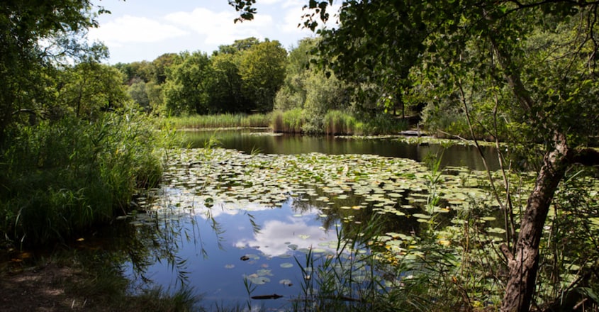 Epping Forest's haunted history Epping Forest's haunted history