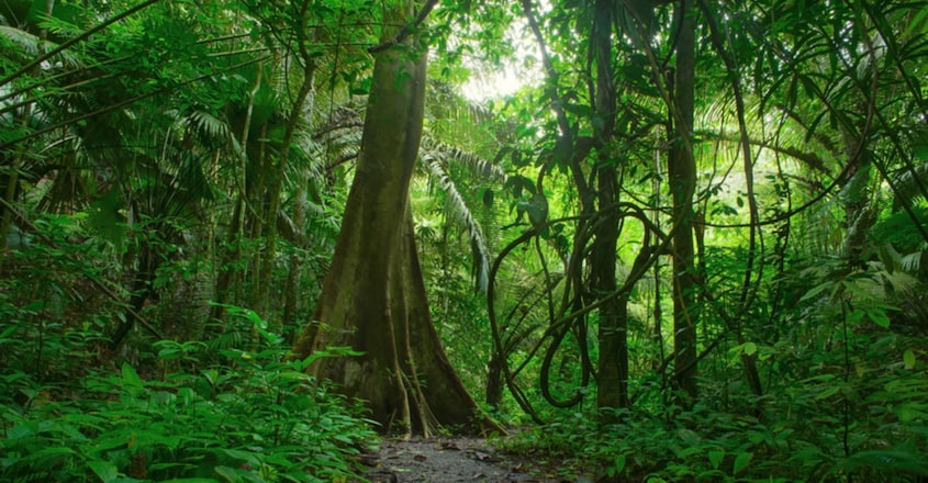 Trees Trees