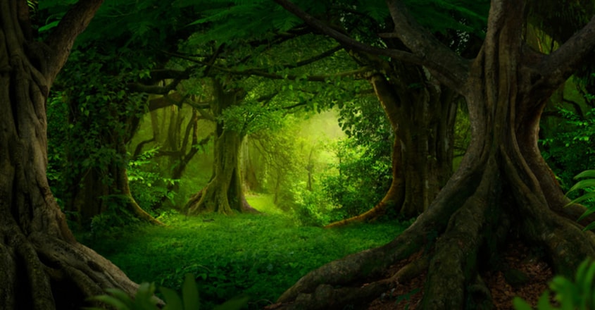Trees Trees