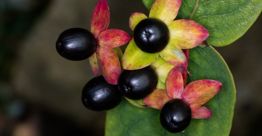Beware The Deadly Nightshade The Beautiful Plant That Can Kill You Beware The Deadly Nightshade The Beautiful Plant That Can Kill You