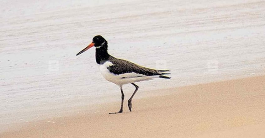 Rare migrant bird Eurasian Oystercatcher spotted in Kanhangad Rare migrant bird Eurasian Oystercatcher spotted in Kanhangad
