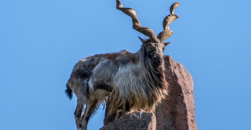 No Border Can Stop Them: Pakistan's National Animal Markhors Visit India As Guests Of Honour No Border Can Stop Them: Pakistan's National Animal Markhors Visit India As Guests Of Honour