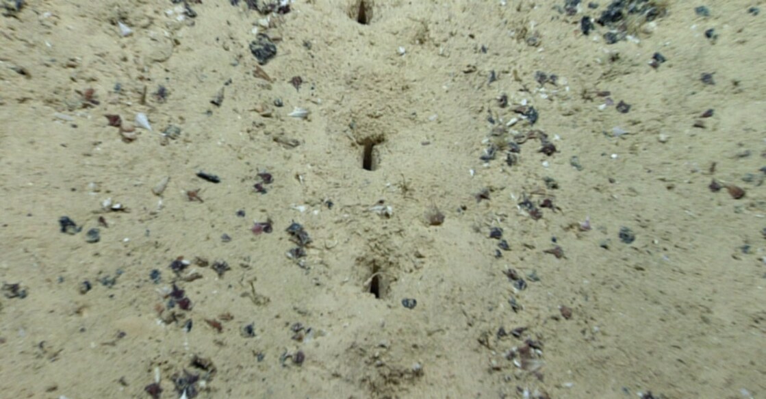 Baffled scientists find mysterious holes in Atlantic Ocean floor Image Credit: Facebook/NOAA Ocean Exploration