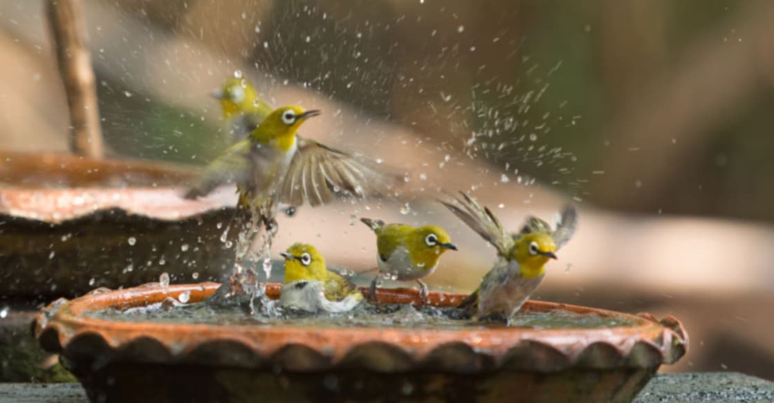 This Summer Keep water for the Birds, Bees and Butterflies! Image Credit: WichitS/ Istock