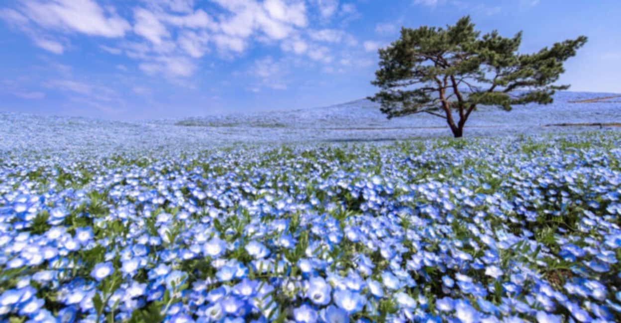A blue sky falling to earth?  Japan’s Valley Of Blue Flowers Goes Viral, Internet Amazed – Video – Japan’s Valley Of Blue Flowers Goes Viral, Internet Amazed
