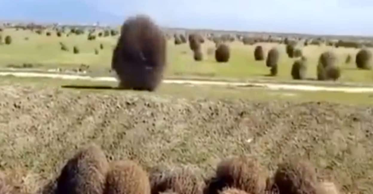 Tumbleweeds: the fastest plant invasion in the USA's history