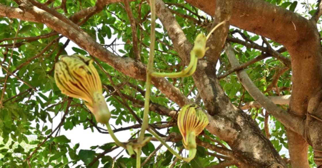 Kigelia Pinnata blooms in Thekkinkadu Maidan തേക്കിൻ കാട്ടില് പൂത്ത് നിൽക്കുന്ന "കൈജീലിയ പിന്നാറ്റ"മരം. ചിത്രം∙സി.ബി പ്രദീപ്കുമാർ
