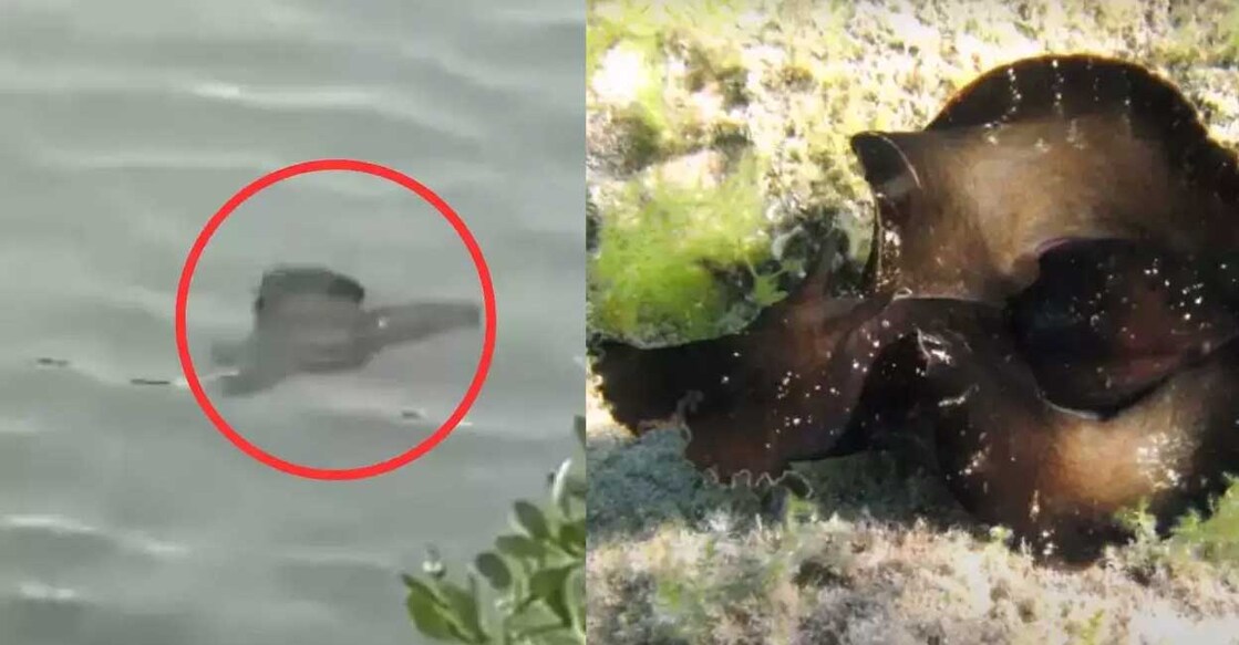 mysterious-creature mysterious-creature