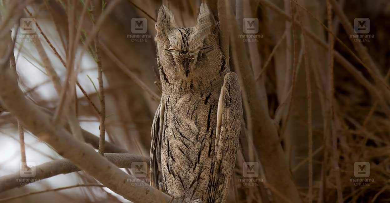 Pallid Scops owl