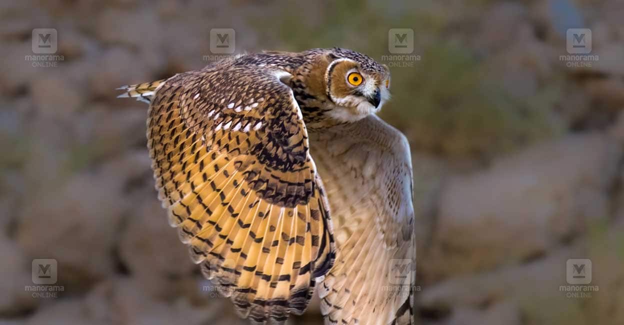 Pharoah Egle Owl