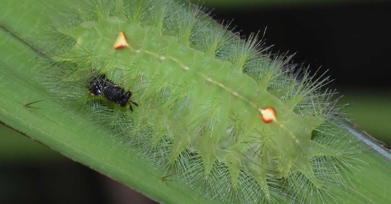 Venmon Insect കൊടിയവിഷമുള്ള സുന്ദരൻ കമ്പിളിപ്പുഴു; സഹായിയായി ബാക്ടീരിയ: ഈ ബന്ധത്തിന് ...
