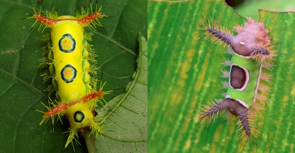 Venmon Insect കൊടിയവിഷമുള്ള സുന്ദരൻ കമ്പിളിപ്പുഴു; സഹായിയായി ബാക്ടീരിയ: ഈ ബന്ധത്തിന് ...