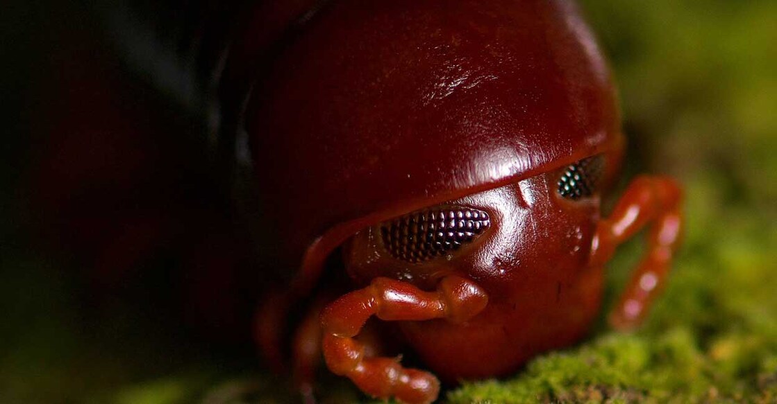 millipede millipede