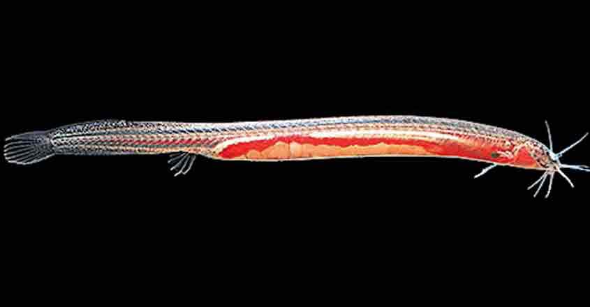 New freshwater fish species discovered in Kozhikode New freshwater fish species discovered in Kozhikode