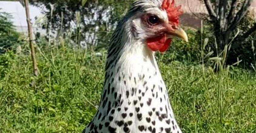 Hen Hen