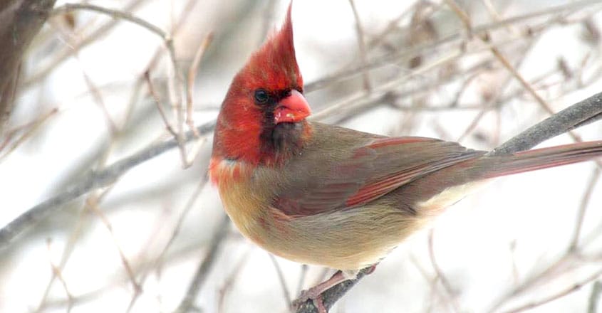 northern-cardinal1 northern-cardinal1
