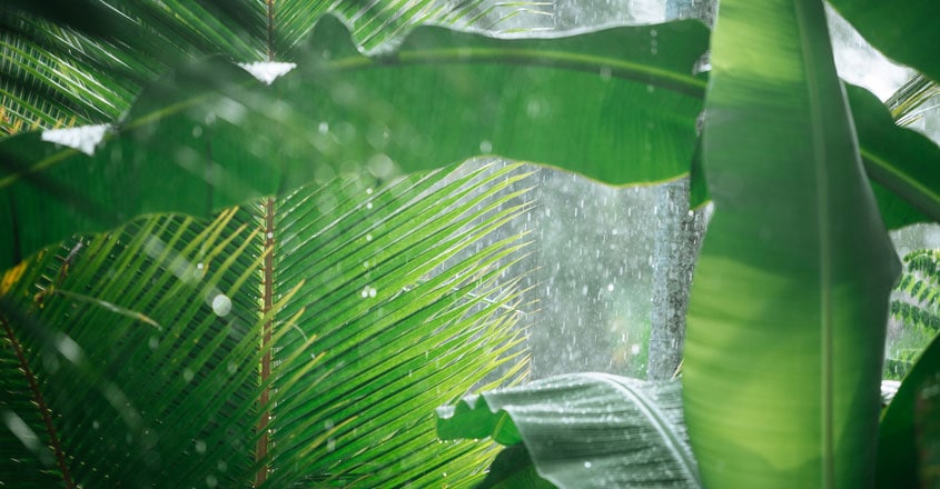 Rain Rain