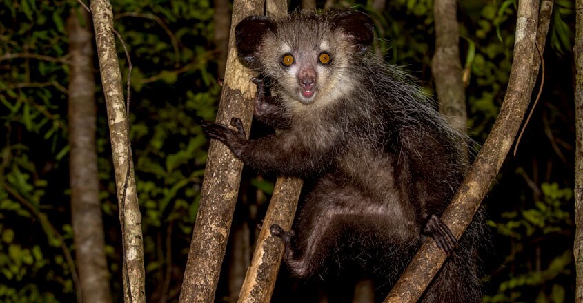 Aye aye Lemur Aye aye Lemur