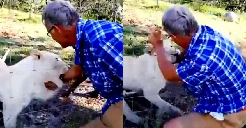 Lion attack Lion attack