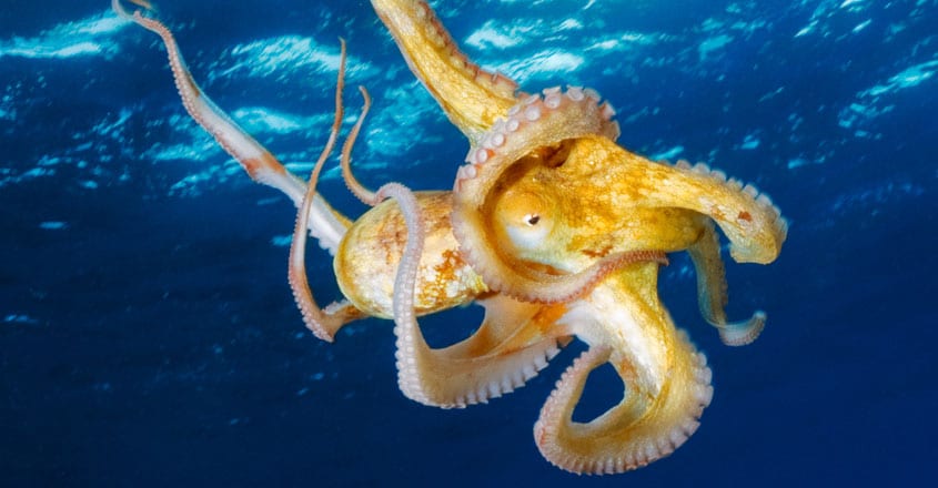 Octopus Octopus