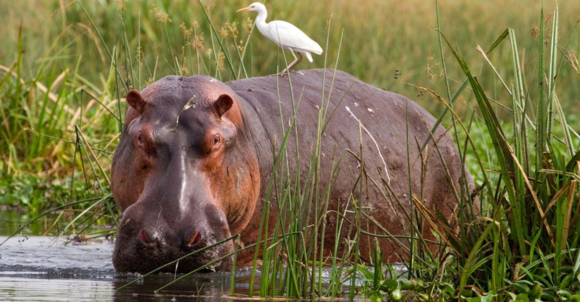 Hippo Hippo