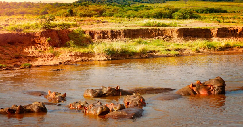Hippos Hippos