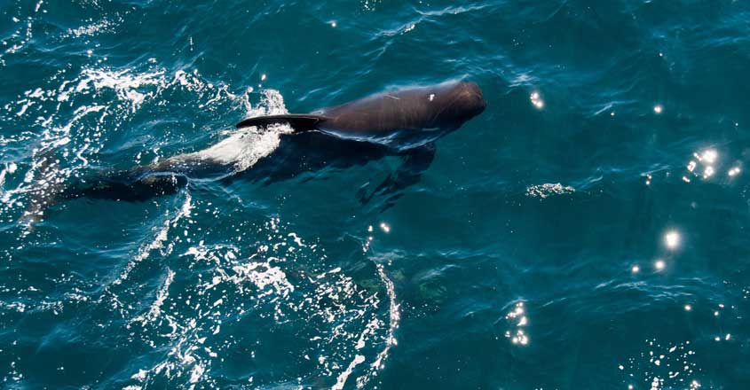 Pilot Whale Pilot Whale