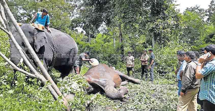Truck hits, injured wild elephant Truck hits, injured wild elephant