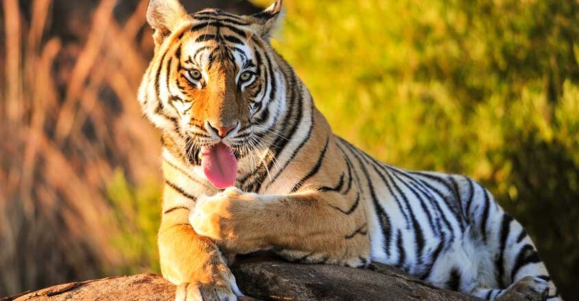 Tiger Tiger
