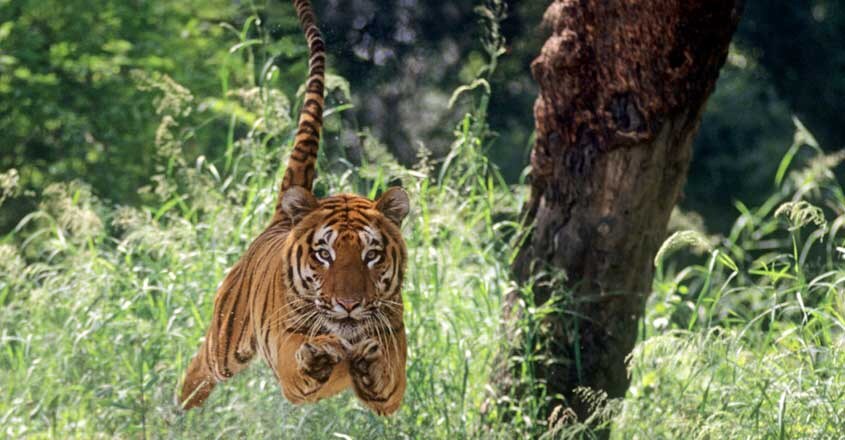 Tiger Tiger