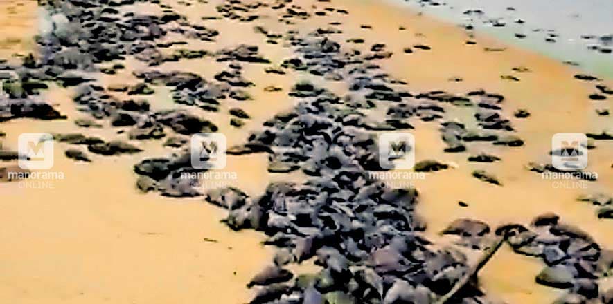 Dead NigerTriggerfish wash up on beach Dead NigerTriggerfish wash up on beach