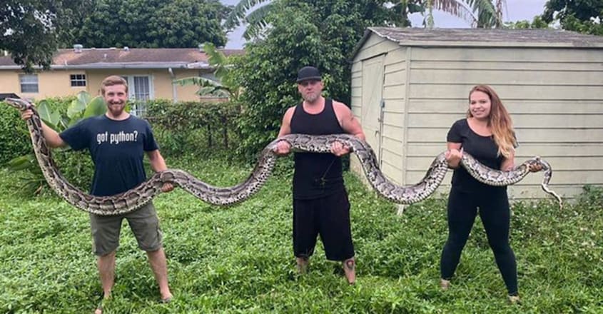 18.9-foot Burmese python caught in Florida Everglades sets record 18.9-foot Burmese python caught in Florida Everglades sets record