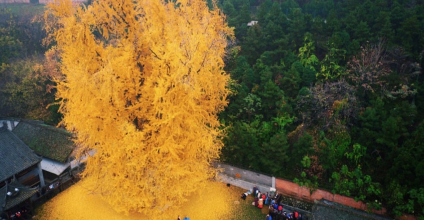 1,400-YO Ginkgo Tree Near Ancient Chinese Temple Sheds Leaves, Creates A Sea Of 'Golden' Leaves 1,400-YO Ginkgo Tree Near Ancient Chinese Temple Sheds Leaves, Creates A Sea Of 'Golden' Leaves