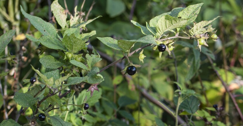 The Belladonna plant, used by Cleopatra The Belladonna plant, used by Cleopatra