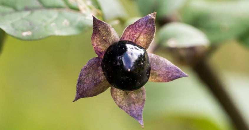 The Belladonna plant, used by Cleopatra The Belladonna plant, used by Cleopatra