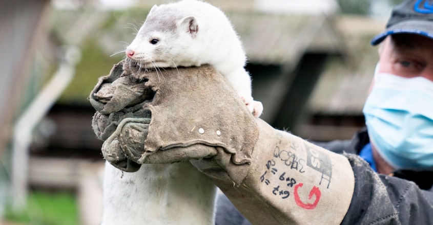 COVID-19 Has Caused Over 1 Million Mink to Be Killed Due to Culling at Fur Farms COVID-19 Has Caused Over 1 Million Mink to Be Killed Due to Culling at Fur Farms