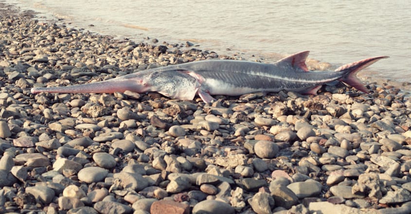 ancient Chinese paddlefish extinct ancient Chinese paddlefish extinct