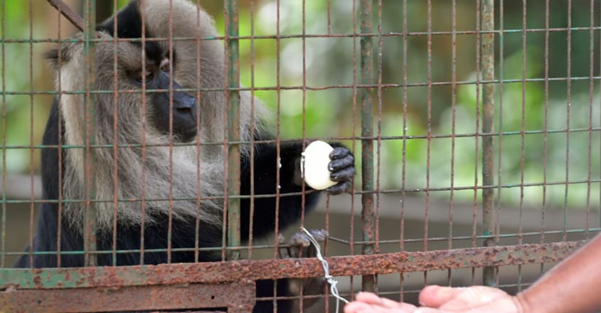 Lion-tailed Macaque eating an egg Lion-tailed Macaque eating an egg