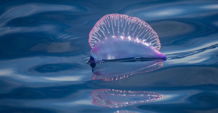 Jellyfish swarms invade Goa beaches, sting over 90 bathers Jellyfish swarms invade Goa beaches, sting over 90 bathers
