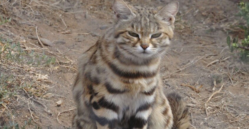 Adorable, Remorseless Killing Machine Is World’s Deadliest Cat Adorable, Remorseless Killing Machine Is World’s Deadliest Cat