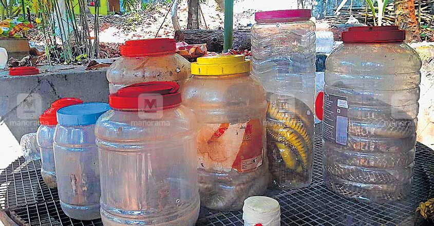 Snakes exhibited at school fest seized Snakes exhibited at school fest seized