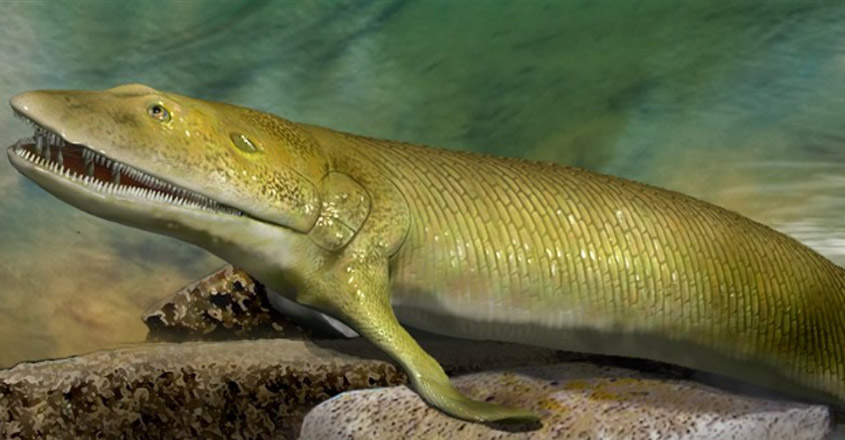 മനുഷ്യനുള്പ്പടെ എല്ലാ ജീവികളുടെയും വിരലുകളുടെ ഉറവിടം ഈ പൌരാണിക മത്സ്യം ...