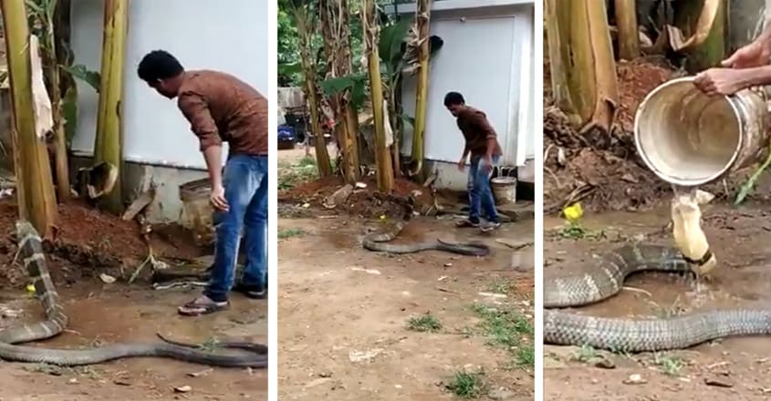 https://img-mm.manoramaonline.com/content/dam/mm/mo/environment/environment-news/images/2020/5/25/hair-raising-video-shows-man-bathing-huge-king-cobra.jpg